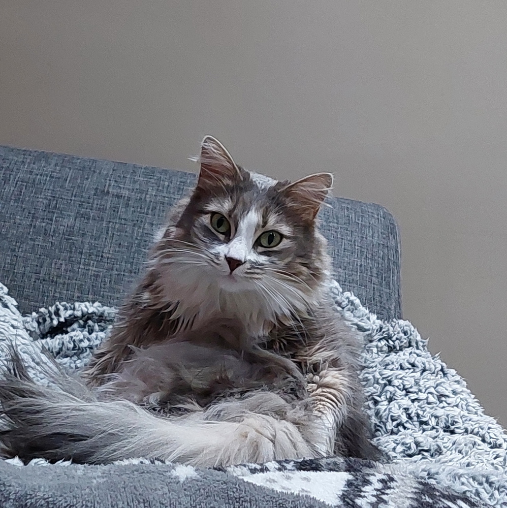 Meet your Posher, Posh